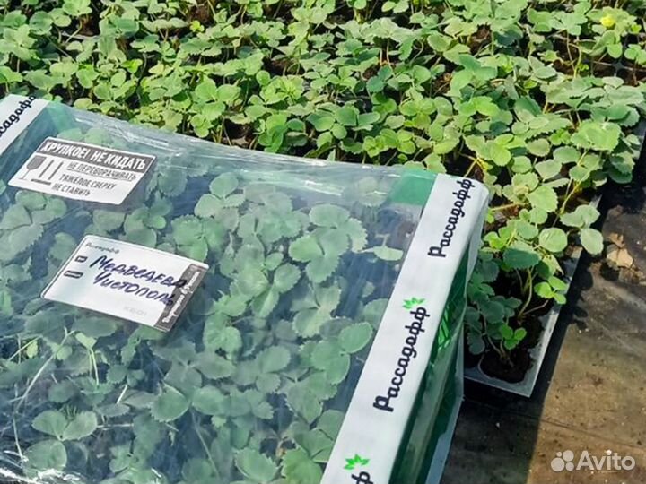 Рассада клубники. Элитные сорта