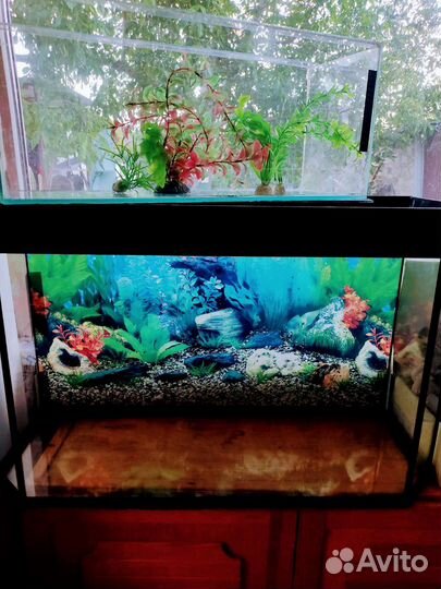Аквариум