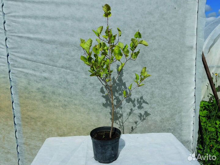 Боярышник обыкновенный 40-60 см с3