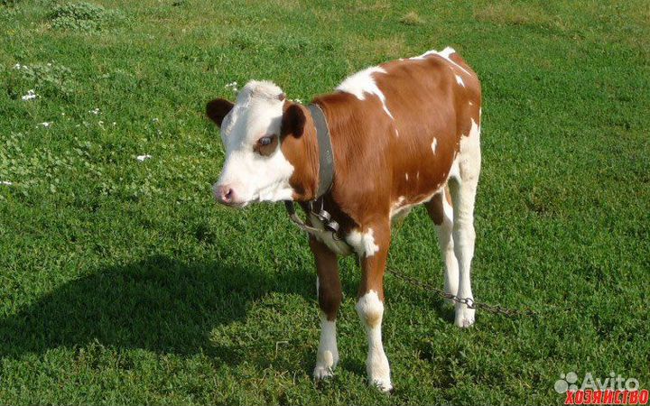 Породистые телочки