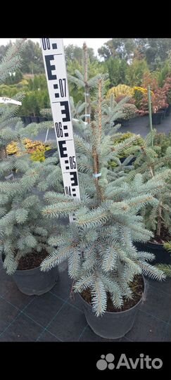 Ель колючая Хупси