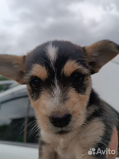 Щенята в добрые руки, родились 31 мая