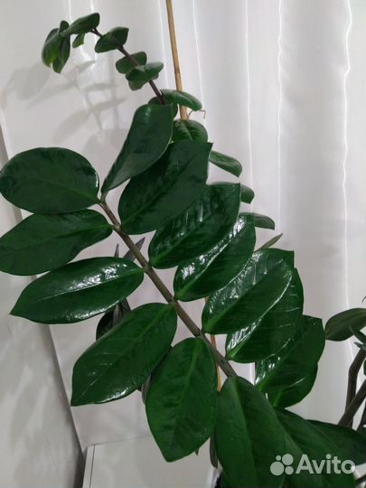 Замиокулькас 110 см