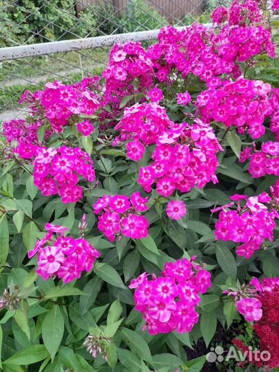 Флоксы многолетние