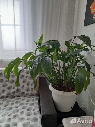 Спатифиллум