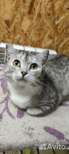 Кошки в добрые руки