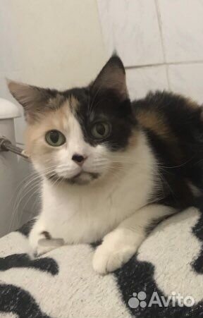 Отдам бесплатно