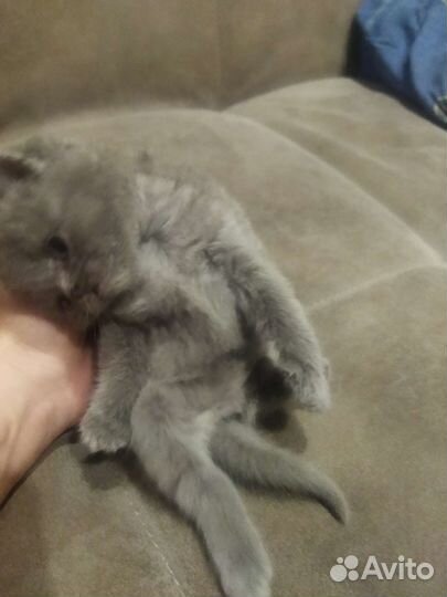 Британские котята