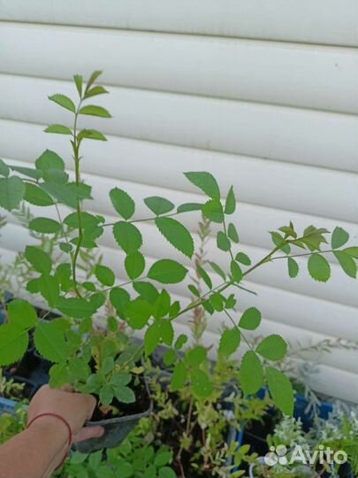 Роза плетистая Нью Даун