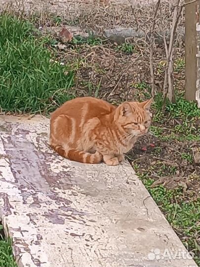 Рыжий котик