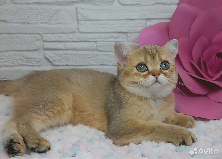 Котёнок шотландский с документами