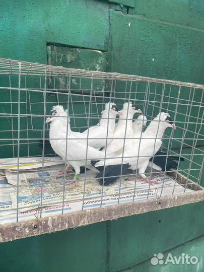 Голуби монахи черные и палевые