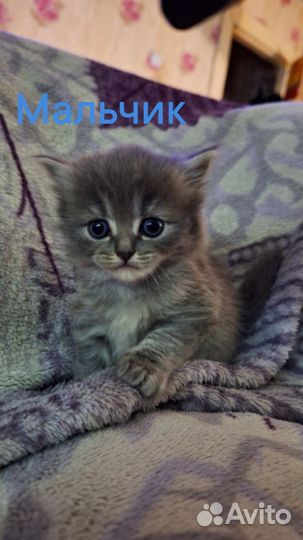 Британские котята