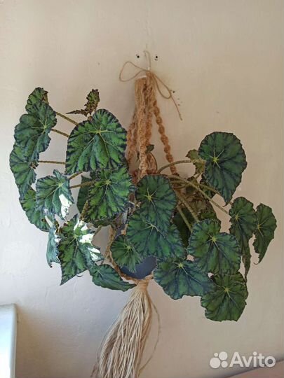 Бегония бауэра