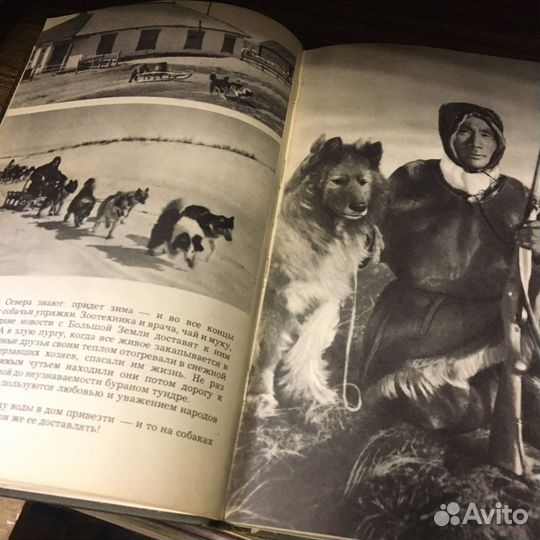 Наши верный друзья 1974 год