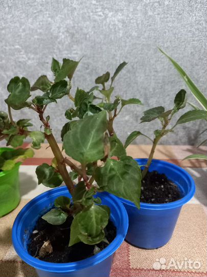 Комнатные цветы