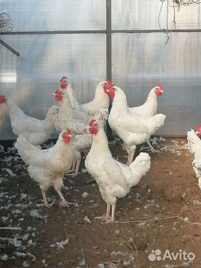 Молодые петушки породы Пушкинская