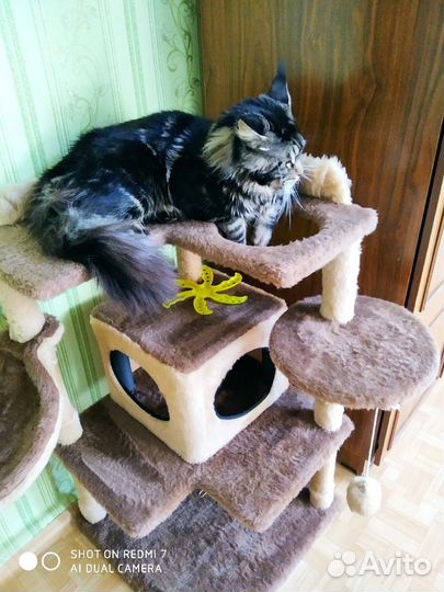 Котята мейн-кун