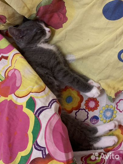 Серый котенок