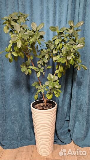 Цветы комнатные домашние