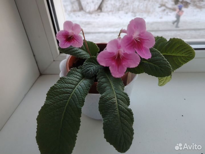 Стрептокарпус