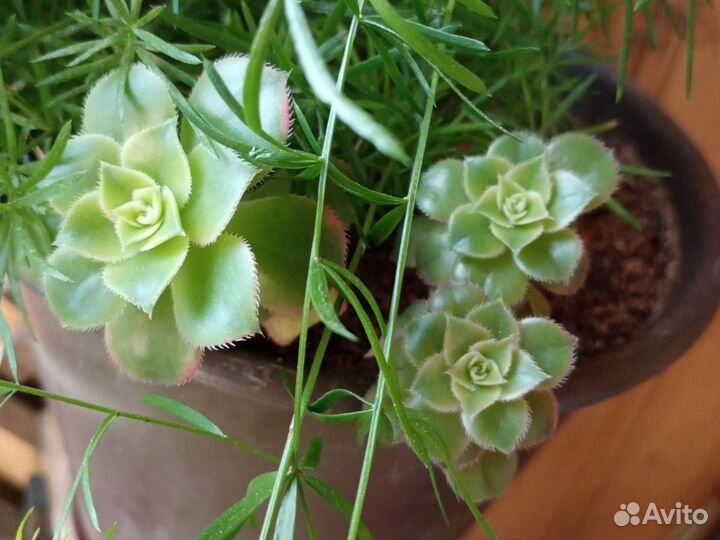 Молочай (эуфорбия) тирукалли, эониум