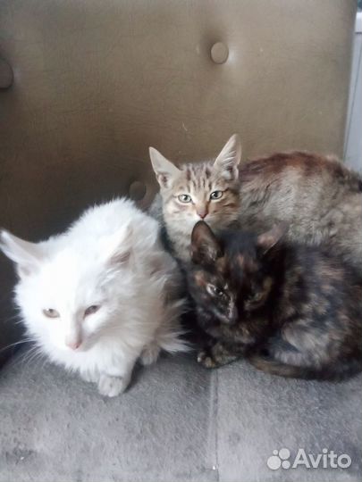 Кошка в дар бесплатно
