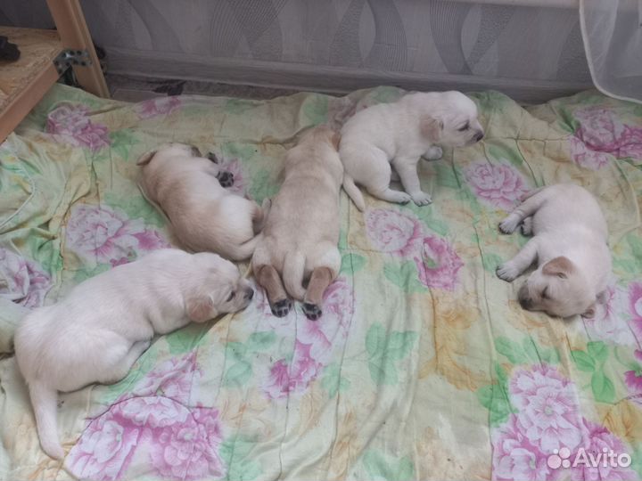 Лабрадорчики