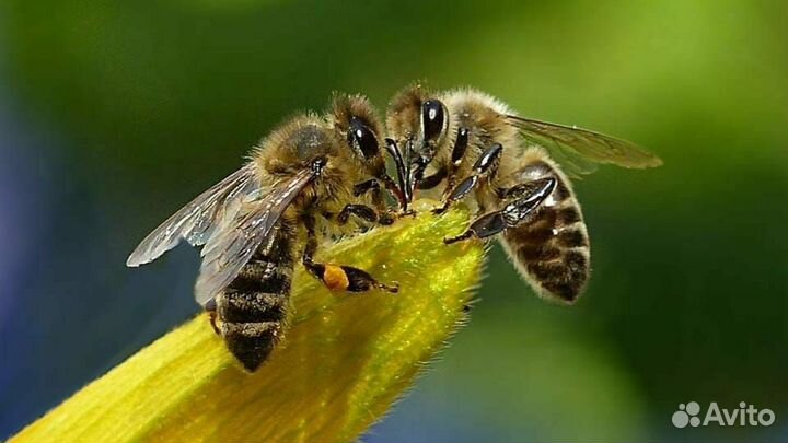 Пчелопакеты карника