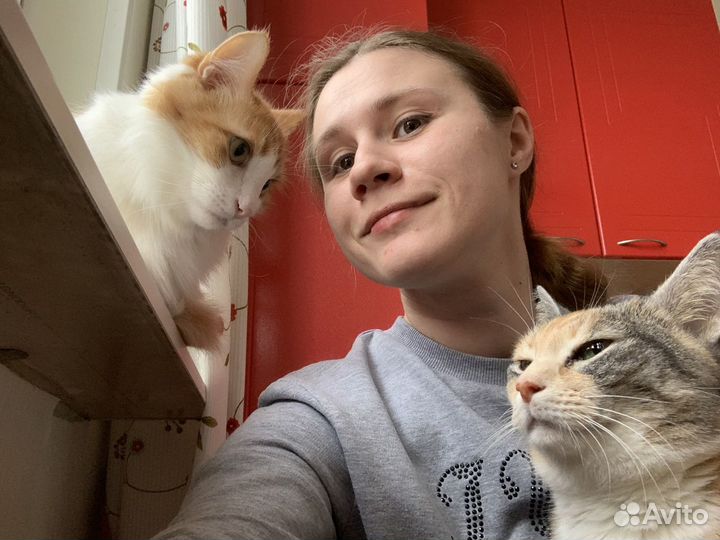 Котоняня/передержка на время отъезда