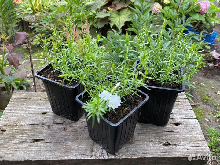 Флокс шиловидный белый