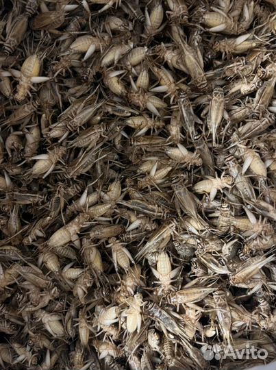 Сверчки, сверчок домовой, кормовой