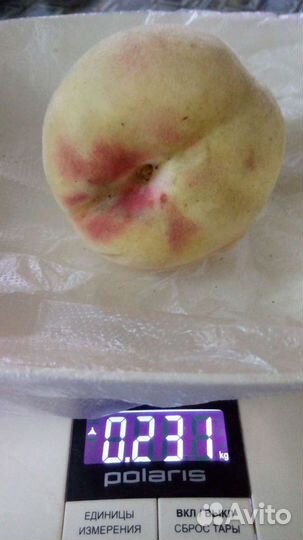 Саженцы Персика и вишня Морель