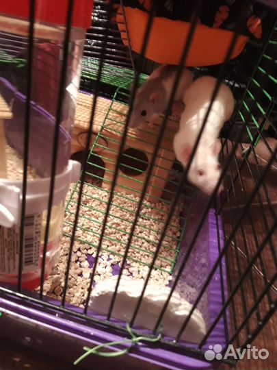 Крыса домашняя