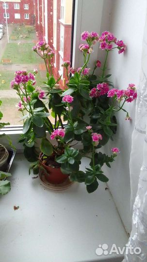 Каланхоэ махр.молодые кусты