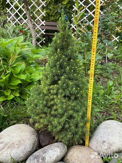 Ель канадская коника