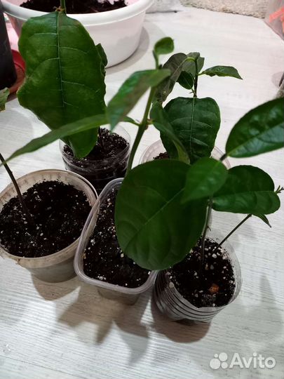 Джекфрут, индийское хлебное дерево