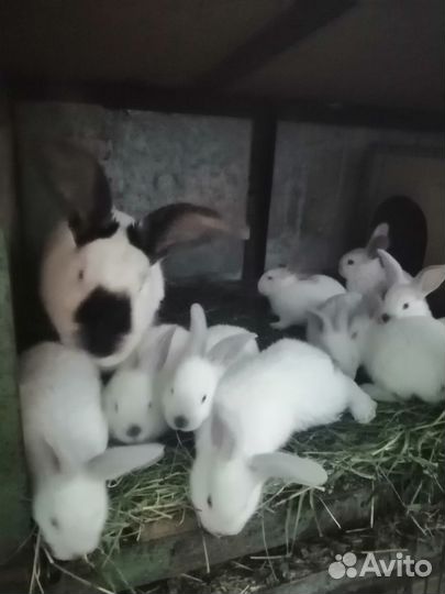 Калифорнийцы
