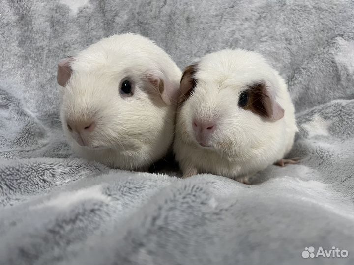 Морские свинки девочки цветной крестед