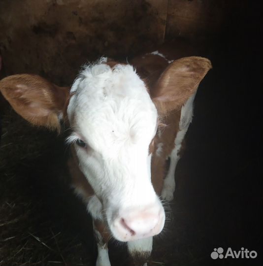 Телочка и бычёк