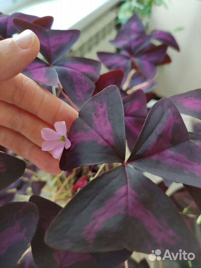 Кислица комнатная