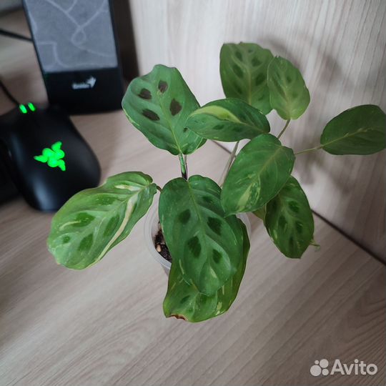 Комнатные цветы