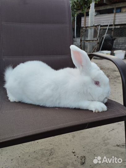 Кролики нзк нзб