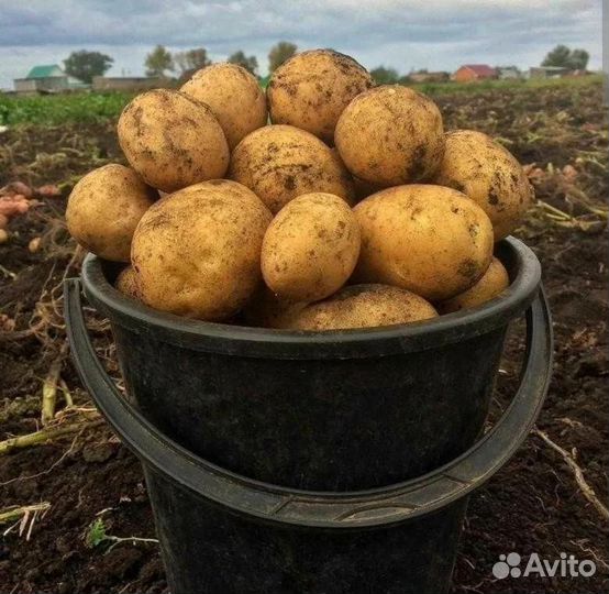 Продам картофель с доставкой
