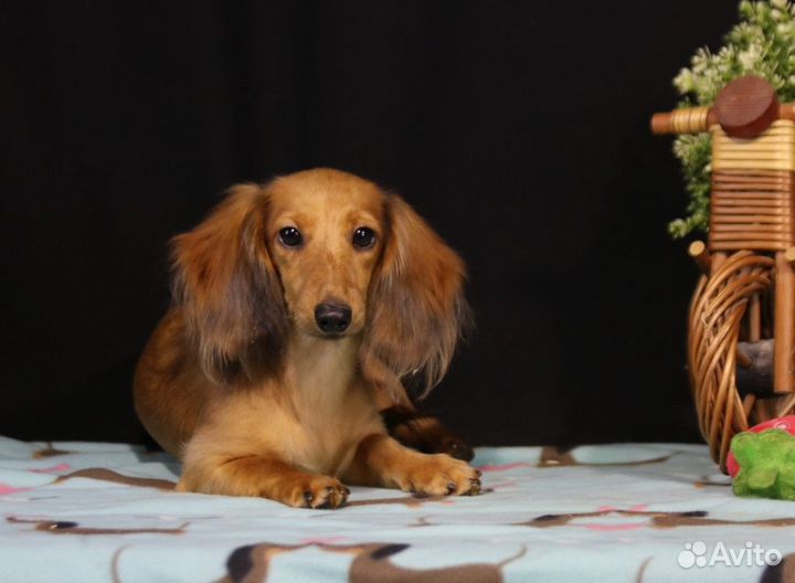 Девочка - такса кроличья/миниатюрная д-ш