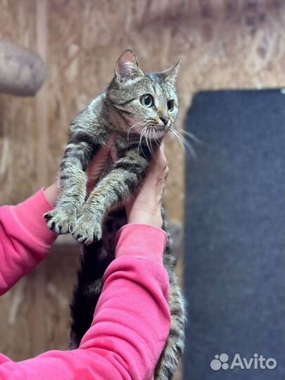 Кошки в добрые руки бесплатно