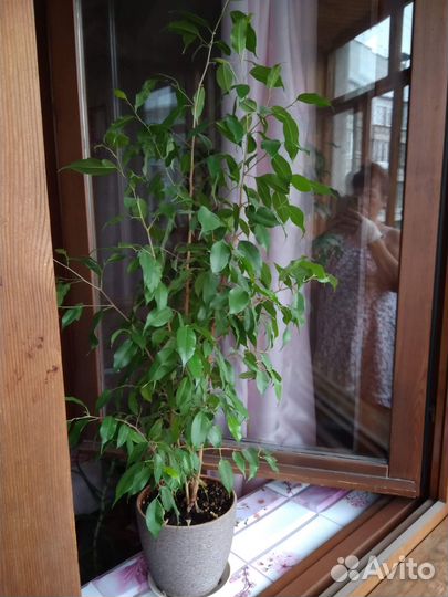Цветок фикус Бенджамина