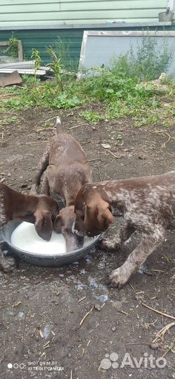 Щенки курцхаара