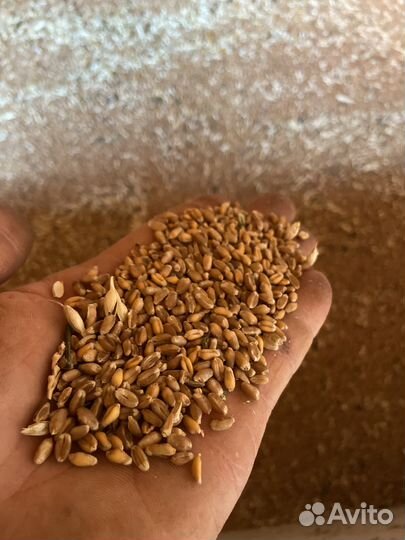 Продам пшеницу