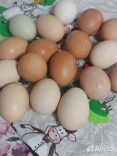 Домашние куриные яйца